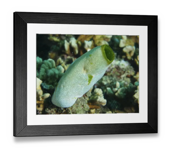 Framed Print : Green Urn Sea Squirt (Didemnum molle) with dotted pattern in a coral reef Framed Print : Green Urn Sea Squirt (Didemnum molle) with dotted pattern in a coral reef