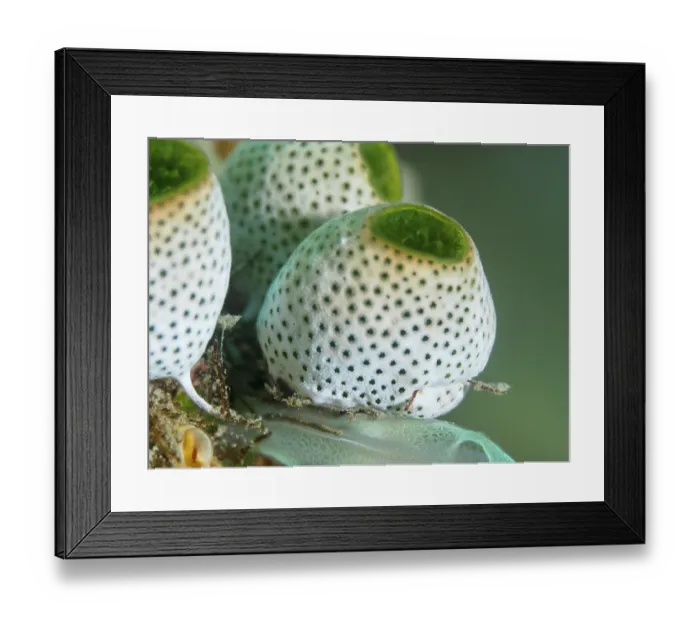 Framed Print : Close-up of Green Urn Sea Squirt (Didemnum molle) with distinctive dot pattern Framed Print : Close-up of Green Urn Sea Squirt (Didemnum molle) with distinctive dot pattern