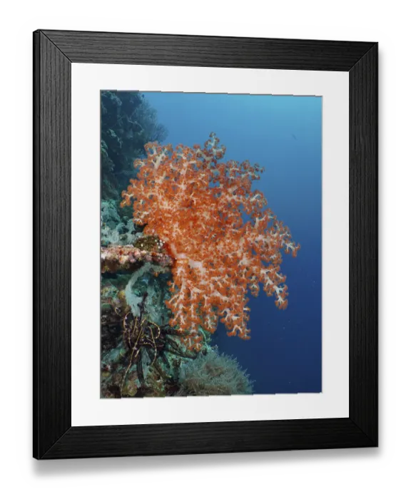 Framed Print : A magnificent orange-coloured soft coral