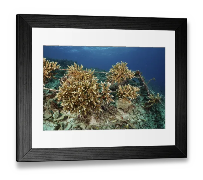 Framed Print : Underwater coral nursery to promote reef growth