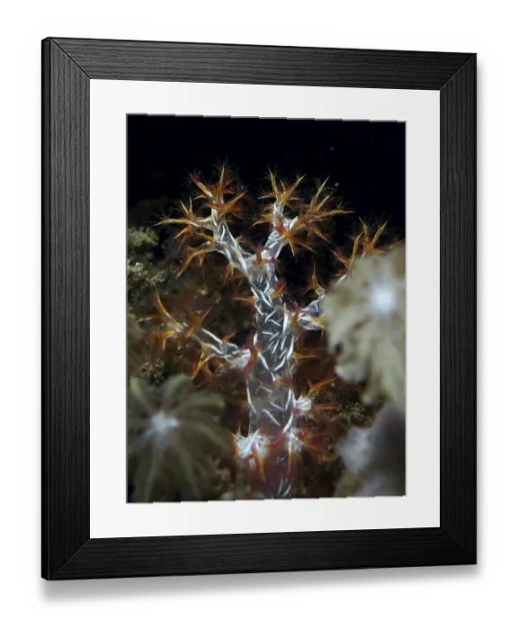 Framed Print : Soft coral with orange and white tentacles