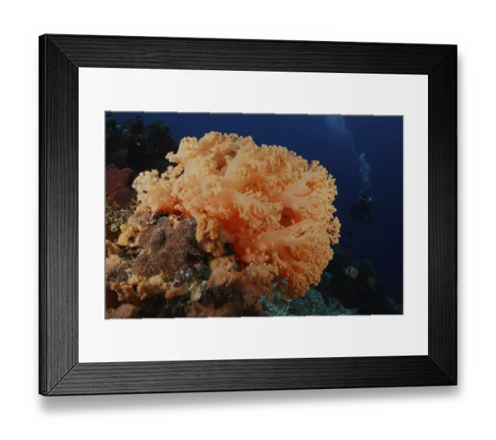 Framed Print : Large orange soft coral under water with deep background Framed Print : Large orange soft coral under water with deep background
