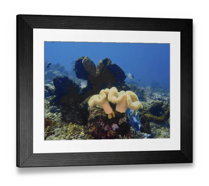 Framed Print : Two large curved soft corals, mushroom leather coral (Sarcophyton glaucum)