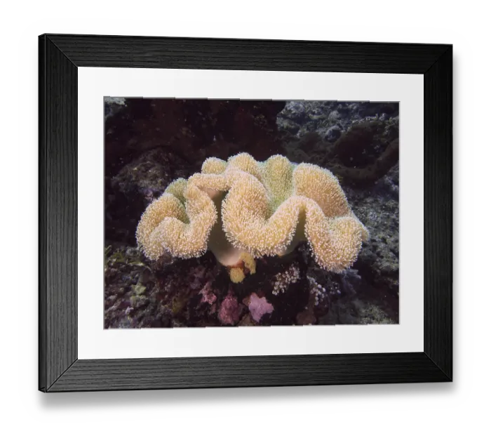 Framed Print : Beige coral with fine structures Framed Print : Beige coral with fine structures