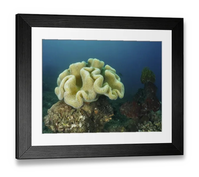 Framed Print : Large yellowish coral structure Framed Print : Large yellowish coral structure