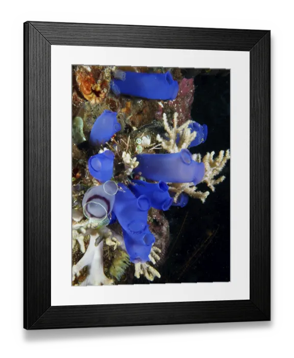 Framed Print : Group of Blue Sea Squirts (Clavelina coerulea) surrounded by corals in the ocean