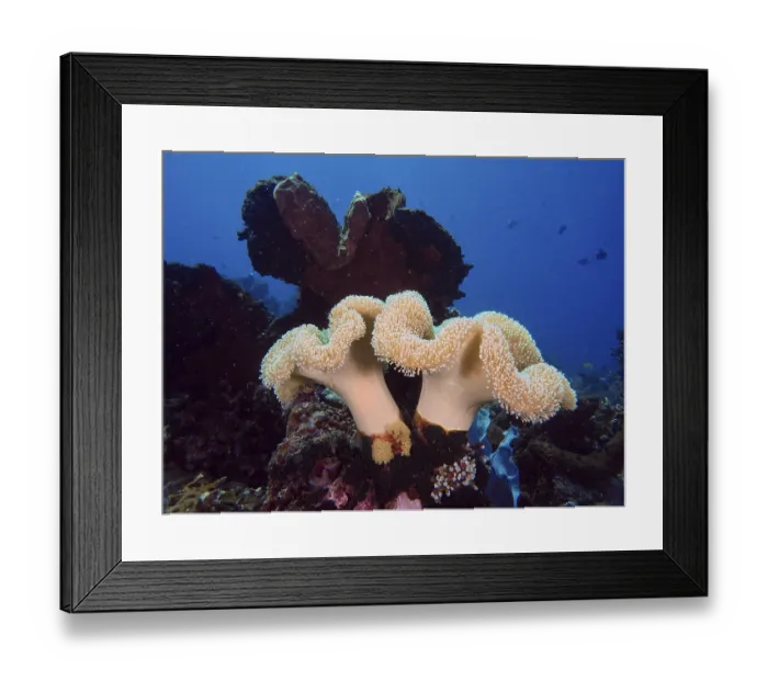 Framed Print : Underwater photo of mushroom leather coral (Sarcophyton glaucum) in a calm sea depth