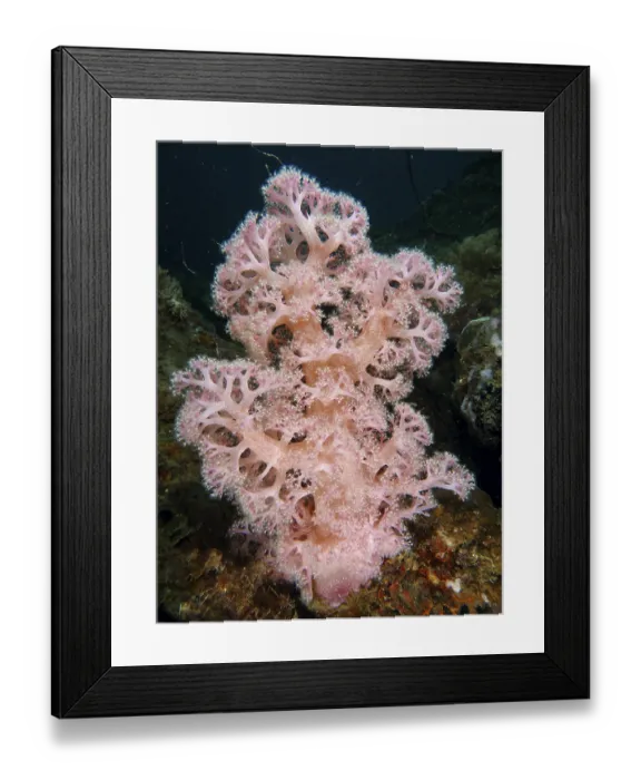 Framed Print : Outstanding pink tree coral (Dendronephthya) in a natural underwater environment
