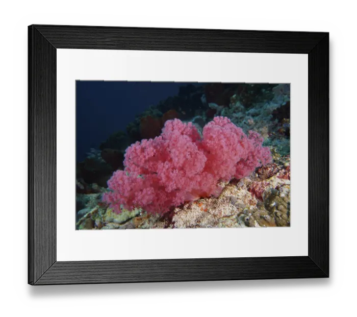 Framed Print : Lush pink coral formation on the seabed Framed Print : Lush pink coral formation on the seabed