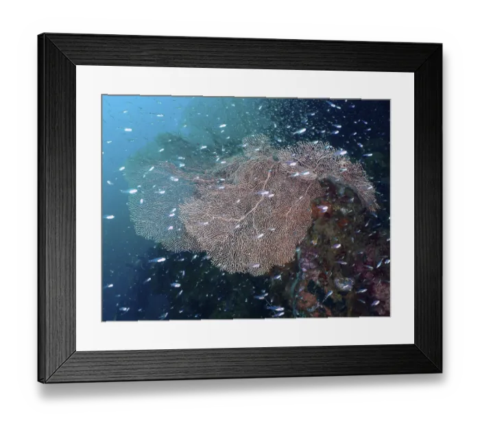 Framed Print : School of small fish swimming around large giant fan coral (Annella mollis) Framed Print : School of small fish swimming around large giant fan coral (Annella mollis)
