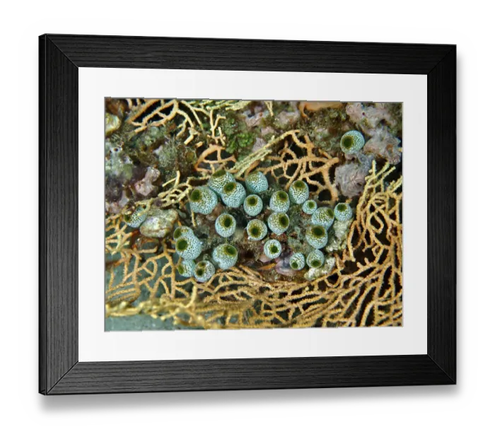 Framed Print : Close-up of green tubular organisms