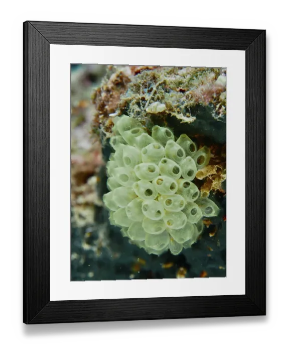 Framed Print : Cluster of green transparent sea squirts Framed Print : Cluster of green transparent sea squirts