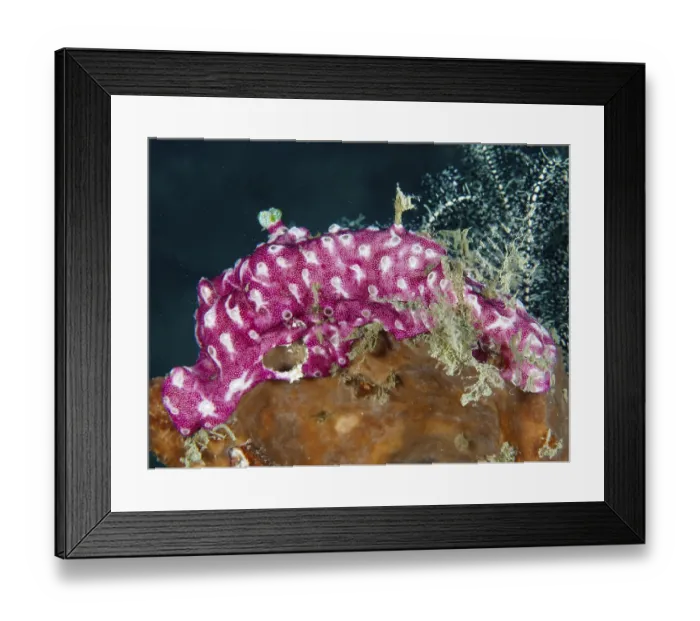 Framed Print : Pink mat sea squirt (Didemnum membranaceum)