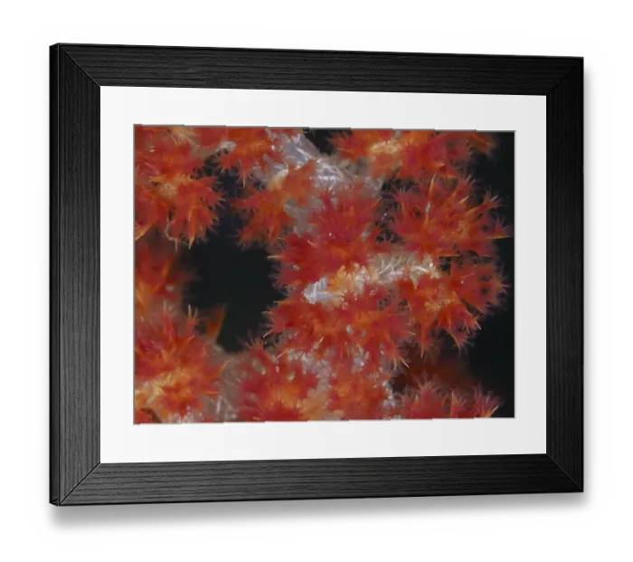 Framed Print : Flowering red tree coral (Dendronephthya) with detailed structures Framed Print : Flowering red tree coral (Dendronephthya) with detailed structures