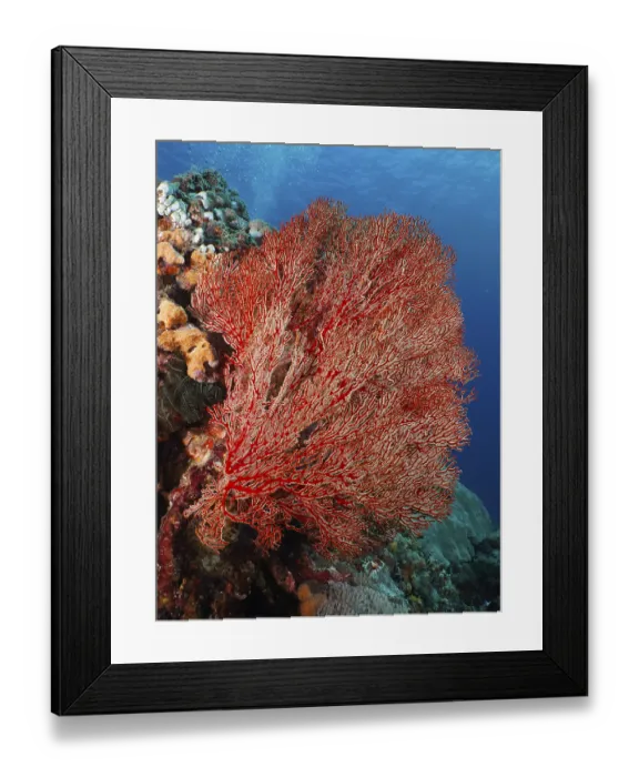 Framed Print : A large red knotted fan (Melithaea ochracea) spreads out in the clear blue water Framed Print : A large red knotted fan (Melithaea ochracea) spreads out in the clear blue water