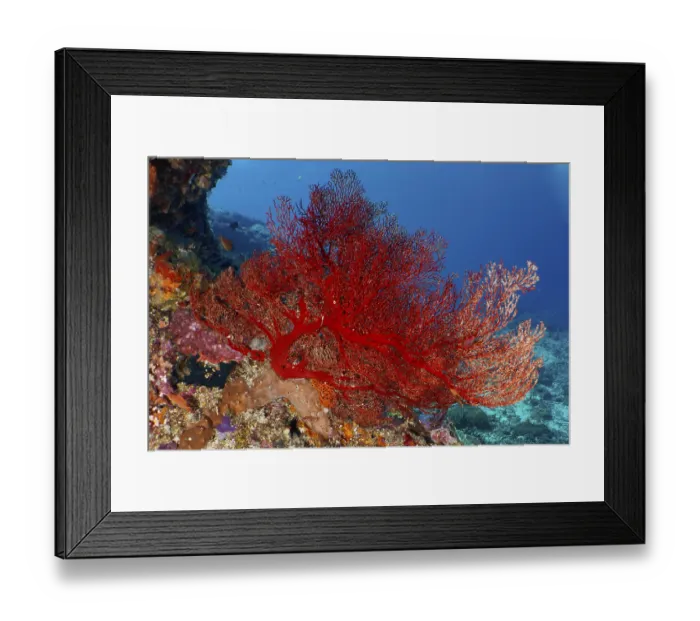 Framed Print : A lush red knotted fan (Melithaea ochracea) forms a lively contrast to the seabed Framed Print : A lush red knotted fan (Melithaea ochracea) forms a lively contrast to the seabed