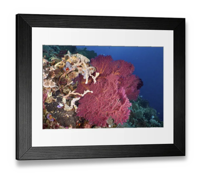 Framed Print : Red knotted fan (Melithaea ochracea) in a colourful underwater landscape