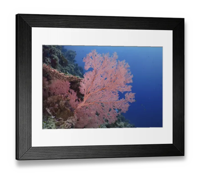 Framed Print : Red knotted fan (Melithaea ochracea) stands out against the shimmering blue water Framed Print : Red knotted fan (Melithaea ochracea) stands out against the shimmering blue water