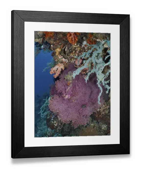 Framed Print : Red knotted fan (Melithaea ochracea) in the middle of a colourful coral reef