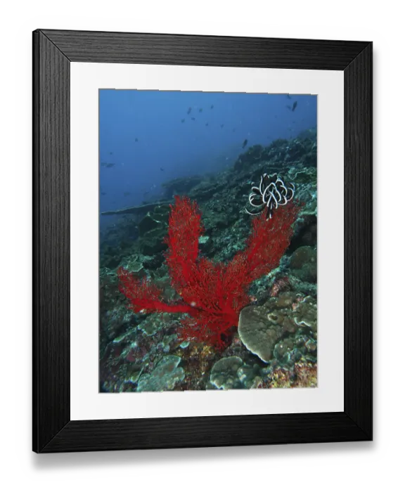 Framed Print : Red knotted fan (Melithaea ochracea) rises up in the deep ocean Framed Print : Red knotted fan (Melithaea ochracea) rises up in the deep ocean