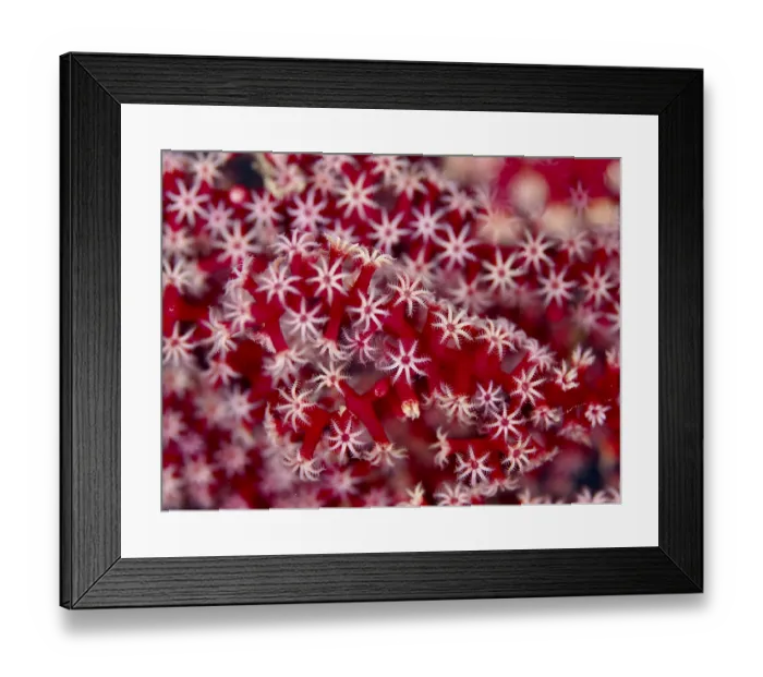 Framed Print : Delicate red and white star-shaped polyps of red knot fan (Melithaea ochracea) at close range Framed Print : Delicate red and white star-shaped polyps of red knot fan (Melithaea ochracea) at close range