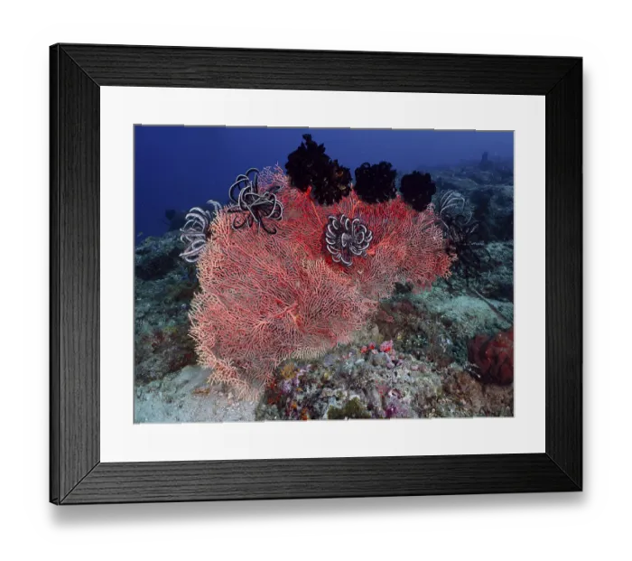 Framed Print : Red knotted fan (Melithaea ochracea) with black feather stars on the seabed