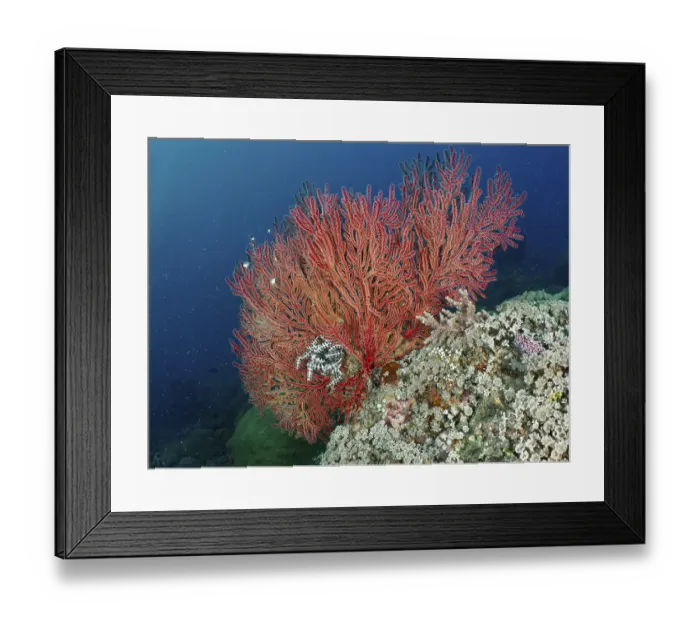 Framed Print : Beautiful red knotted fan (Melithaea ochracea) stretches over a rocky reef Framed Print : Beautiful red knotted fan (Melithaea ochracea) stretches over a rocky reef
