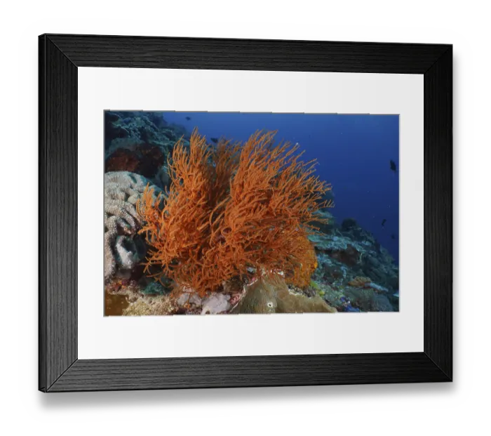 Framed Print : A bright orange Black coral (Antipathes dichotoma) can be seen in the lively coral reef Framed Print : A bright orange Black coral (Antipathes dichotoma) can be seen in the lively coral reef