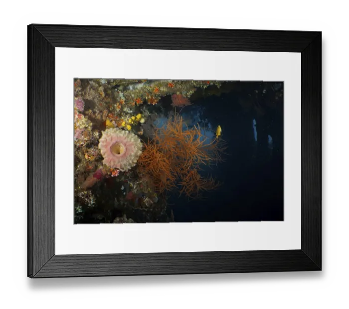 Framed Print : Orange Black coral (Antipathes dichotoma) in contrast to the dark underwater environment
