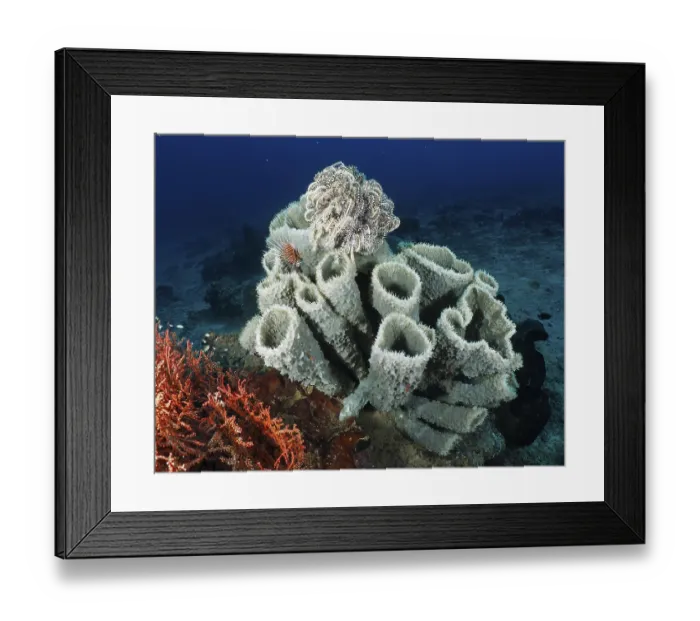 Framed Print : Large spiny tube sponge (Callyspongia (Cladochalina) aerizusa) on the seabed
