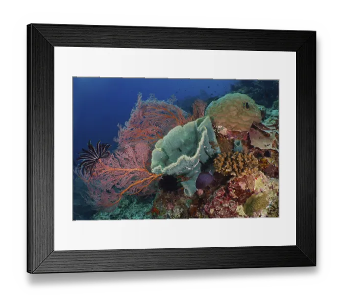 Framed Print : Varied colourful corals and spiny tube sponge (Callyspongia (Cladochalina) aerizusa) on a lively sea reef