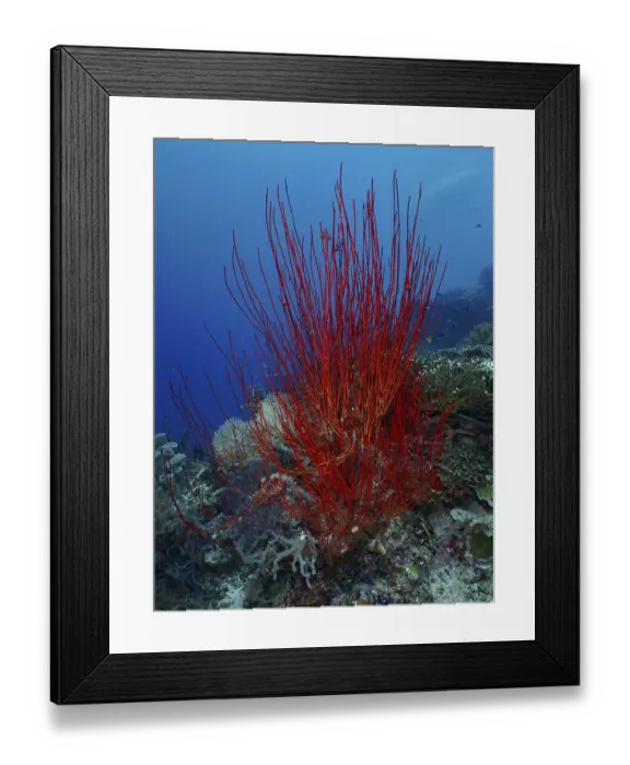 Framed Print : Red bush gorgonian (Ellisella ceratophyta) towering in front of a blue seabed
