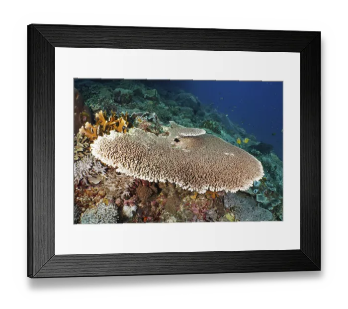 Framed Print : Hyacinth Table Coral (Acropora hyacinthus) with surrounding corals in a colourful reef