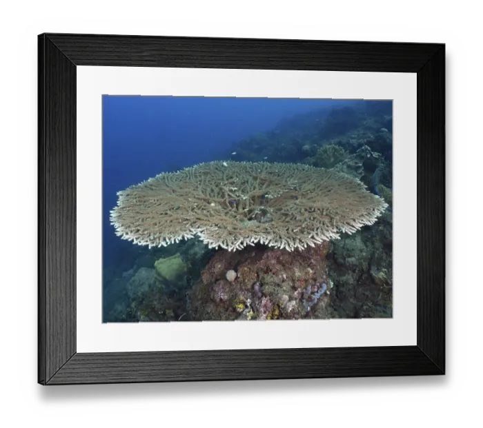 Framed Print : Hyacinth Table Coral (Acropora hyacinthus) presents itself on an underwater rock