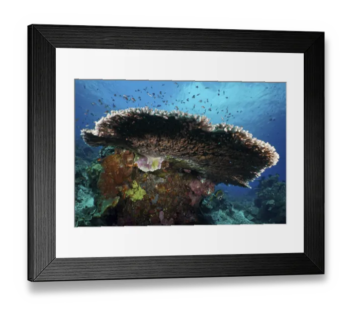 Framed Print : Hyacinth Table Coral (Acropora hyacinthus) in the sea surrounded by smaller fish