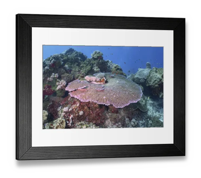 Framed Print : Diverse underwater reef with table coral (Acropora hyacinthus)