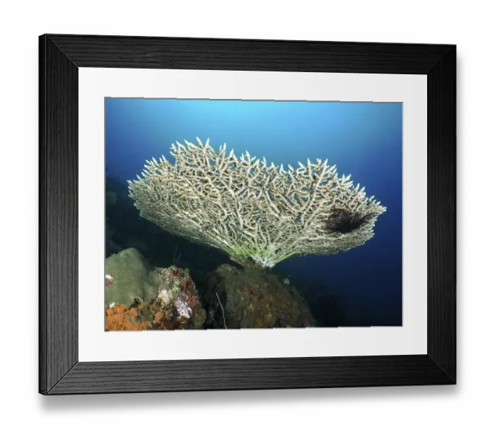Framed Print : Elegant table coral (Acropora hyacinthus) in blue sea water Framed Print : Elegant table coral (Acropora hyacinthus) in blue sea water