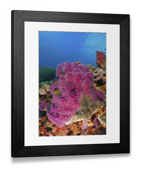 Framed Print : Intensely coloured violet ray sponge (Chalinula nematifera) in a marine environment