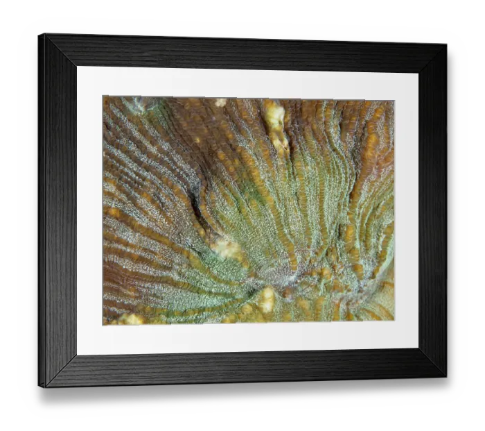 Framed Print : Close-up of the complex patterns of a bulging coral (Open brain coral) Framed Print : Close-up of the complex patterns of a bulging coral (Open brain coral)