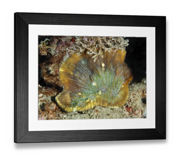 Framed Print : Detailed view of a bulging coral (Open brain coral) on the seabed