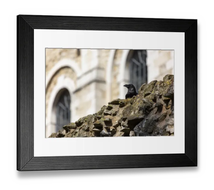 Framed Print : A raven perched on a moss-covered stone wall in front of an ancient building with arched windows at The Tower of London Framed Print : A raven perched on a moss-covered stone wall in front of an ancient building with arched windows at The Tower of London