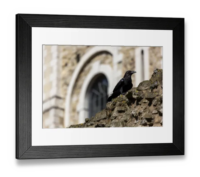 Framed Print : Raven on a stone wall against the backdrop of a historic building with arched structures at The Tower of London Framed Print : Raven on a stone wall against the backdrop of a historic building with arched structures at The Tower of London