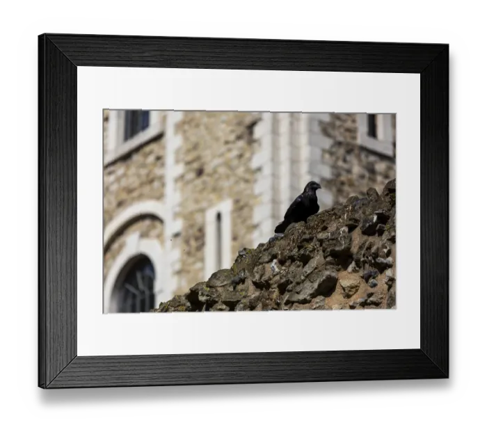 Framed Print : Raven looking out from a stone wall near a historic castle featuring arched windows at The Tower of London