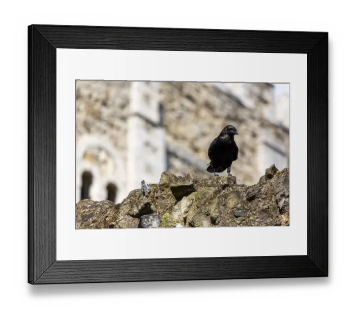 Framed Print : Raven standing atop a rugged stone wall in front of a gothic architectural structure at The Tower of London
