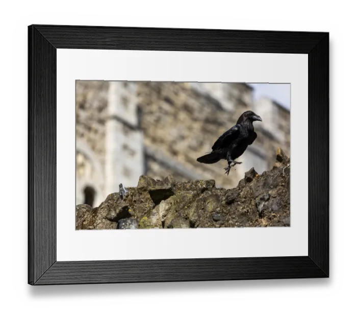 Framed Print : A raven mid-flight from a stone wall near an ancient building structure at The Tower of London Framed Print : A raven mid-flight from a stone wall near an ancient building structure at The Tower of London