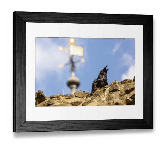Framed Print : Raven on a stone wall with a golden weather vane and spire against the blue sky at The Tower of London