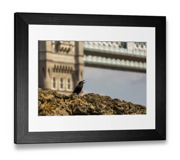 Framed Print : Raven perched on a stone wall with Tower Bridge in the background under a sunny sky at The Tower of London