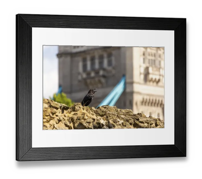 Framed Print : Raven perched on stone with historic building in background at The Tower of London