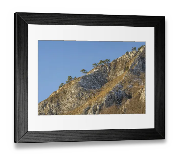 Framed Print : Scots pine (Pinus sylvestris) trees growing on a huge rock in winter