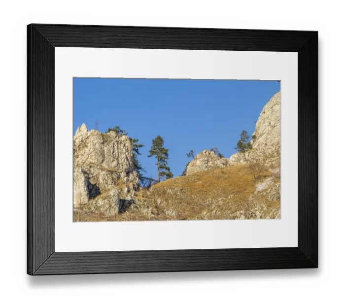 Framed Print : Scots pine (Pinus sylvestris) trees growing on a huge rock in winter Framed Print : Scots pine (Pinus sylvestris) trees growing on a huge rock in winter